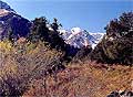 Sheep hunting & ibex hunting in Kyrgyzstan