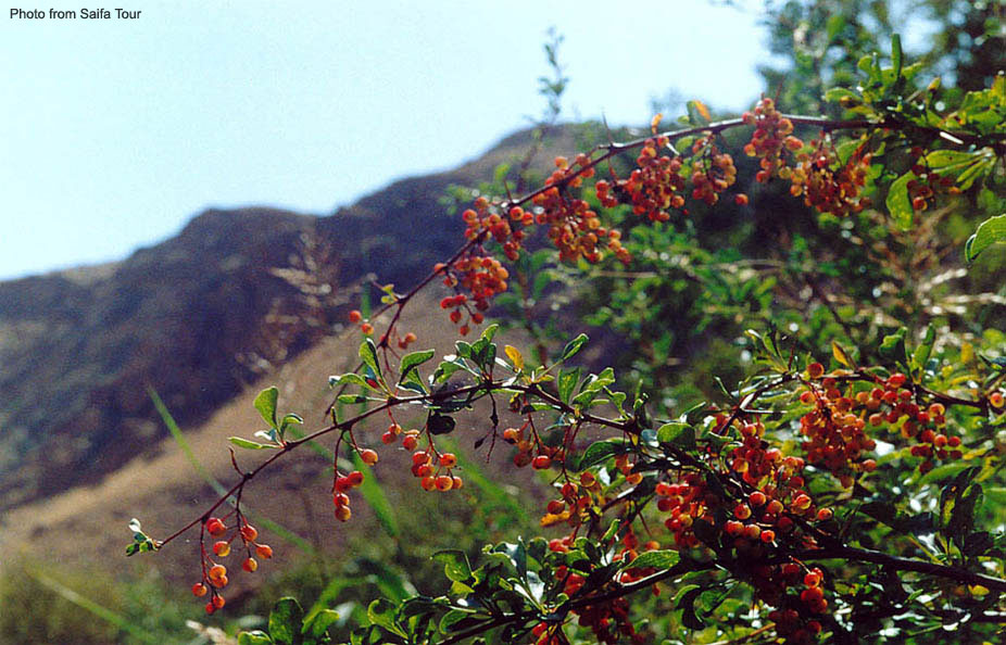 Растительность Кыргызстана
