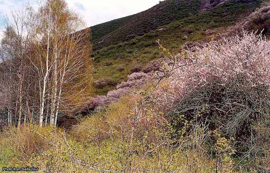 Растительность Кыргызстана